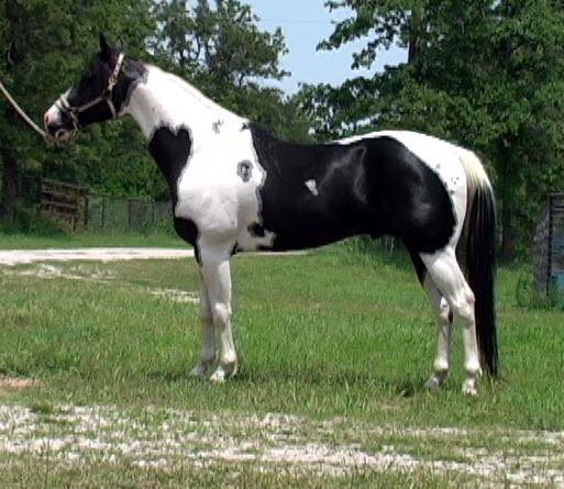 Leo Dakota GB - Coloured Arabian Stallion